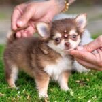 Micro Teacup Chihuahua Mocha