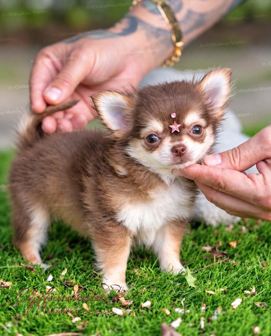 Micro Teacup Chihuahua Mocha