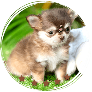 Teacup Chihuahua Mocha