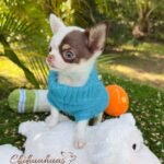 Teacup Chihuahua Murphy