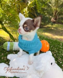 Teacup Chihuahua Murphy
