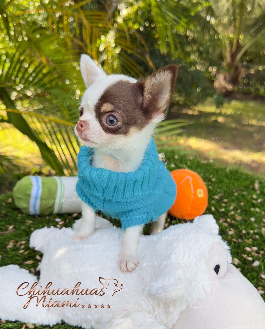 Teacup Chihuahua Murphy