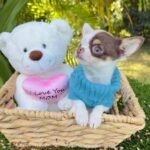 Teacup Chihuahua Murphy