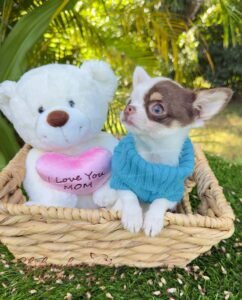 Teacup Chihuahua Murphy