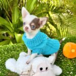Teacup Chihuahua Murphy