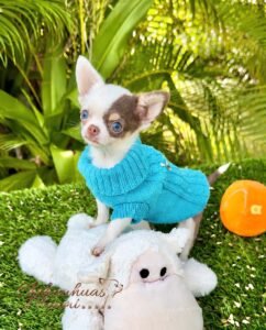 Teacup Chihuahua Murphy