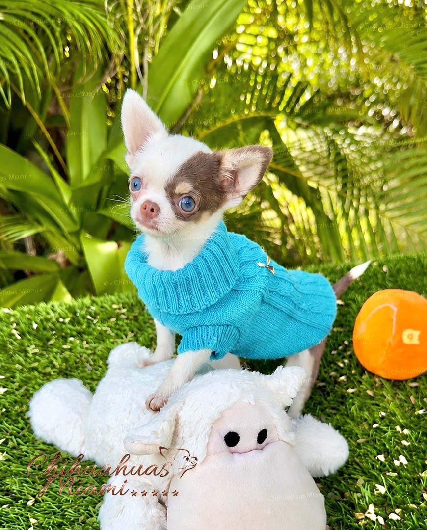Teacup Chihuahua Murphy