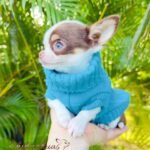Teacup Chihuahua Murphy