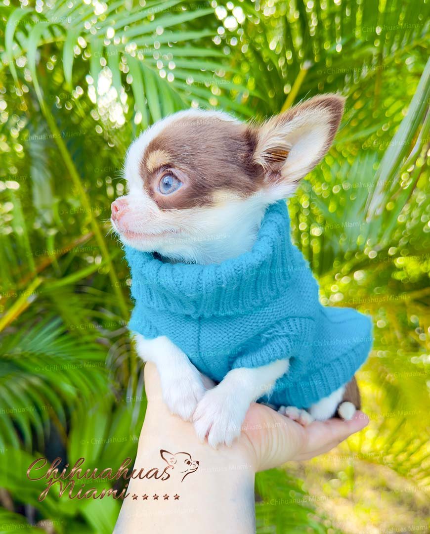 Teacup Chihuahua Murphy