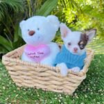 Teacup Chihuahua Murphy