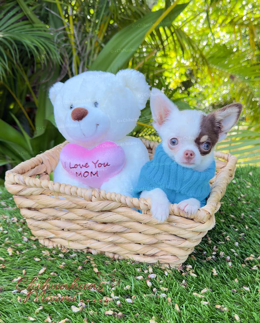 Teacup Chihuahua Murphy