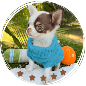 Teacup Chihuahua Murphy