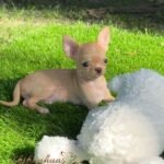 Teacup Chihuahua Nachito