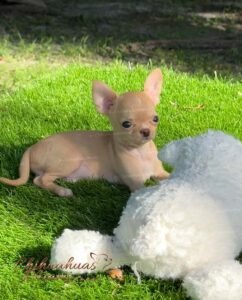 Teacup Chihuahua Nachito
