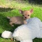 Teacup Chihuahua Nachito