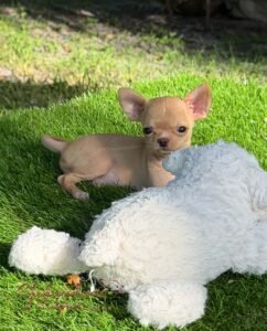 Teacup Chihuahua Nachito