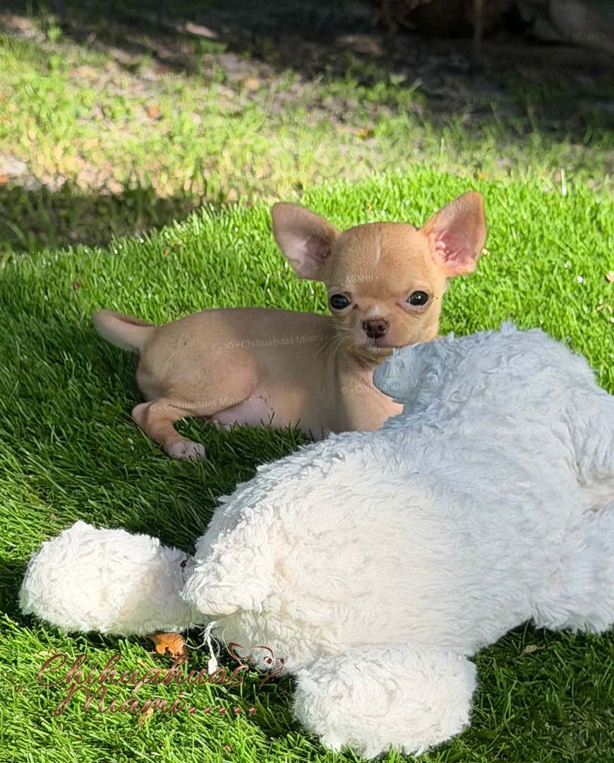 Teacup Chihuahua Nachito