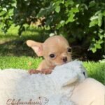 Teacup Chihuahua Nachito