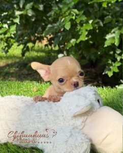 Teacup Chihuahua Nachito