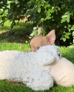 Teacup Chihuahua Nachito