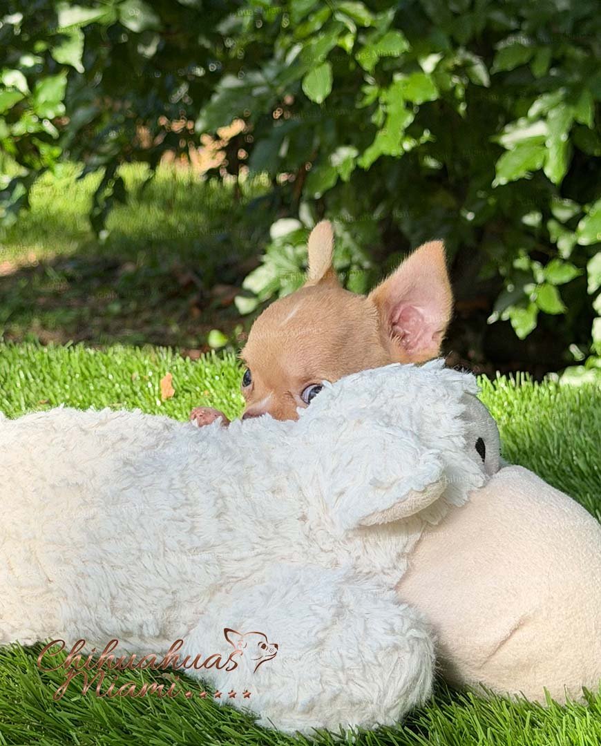 Teacup Chihuahua Nachito
