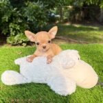 Teacup Chihuahua Nachito