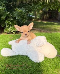 Teacup Chihuahua Nachito