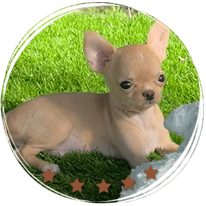 Teacup Chihuahua Nachito