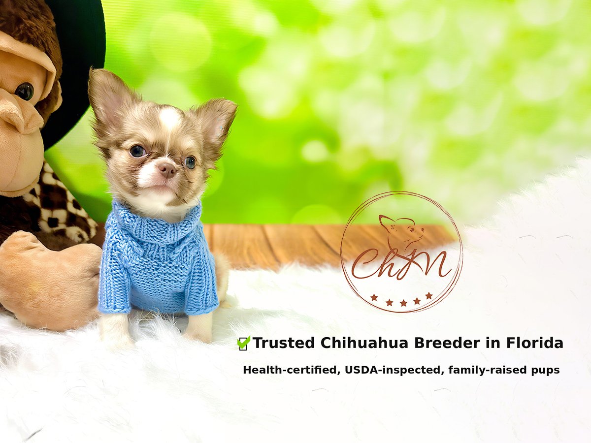 Trusted Chihuahua Breder