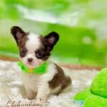 Teacup Chihuahua Oslo