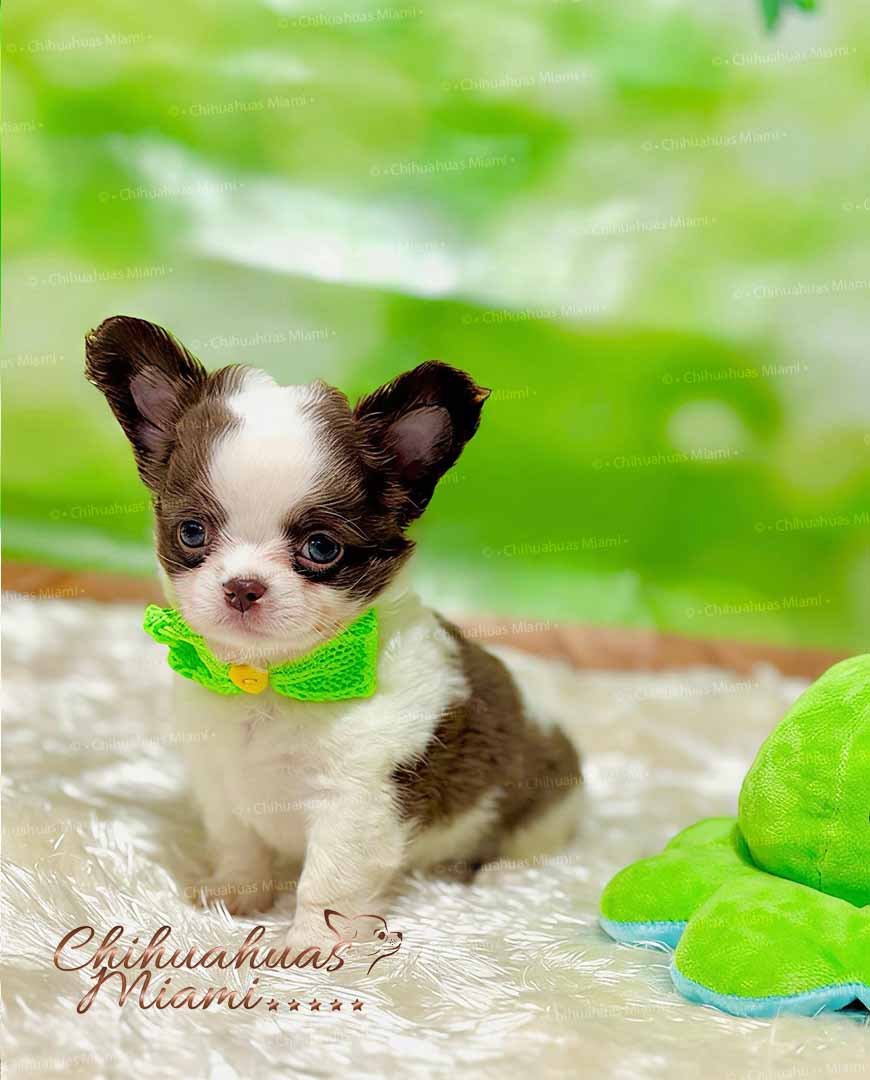 Teacup Chihuahua Oslo