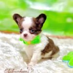 Teacup Chihuahua Oslo