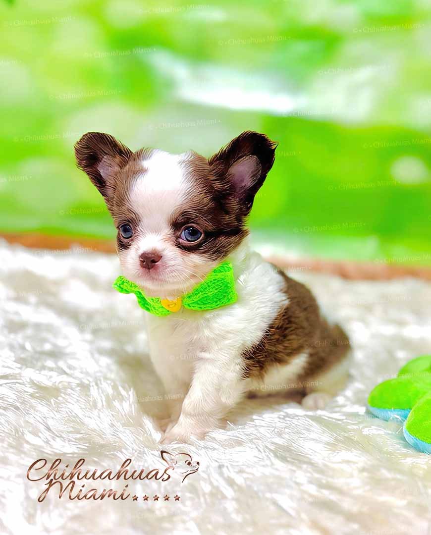 Teacup Chihuahua Oslo