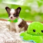 Teacup Chihuahua Oslo