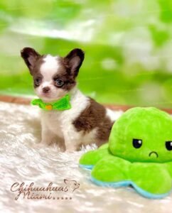 Teacup Chihuahua Oslo