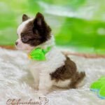 Teacup Chihuahua Oslo