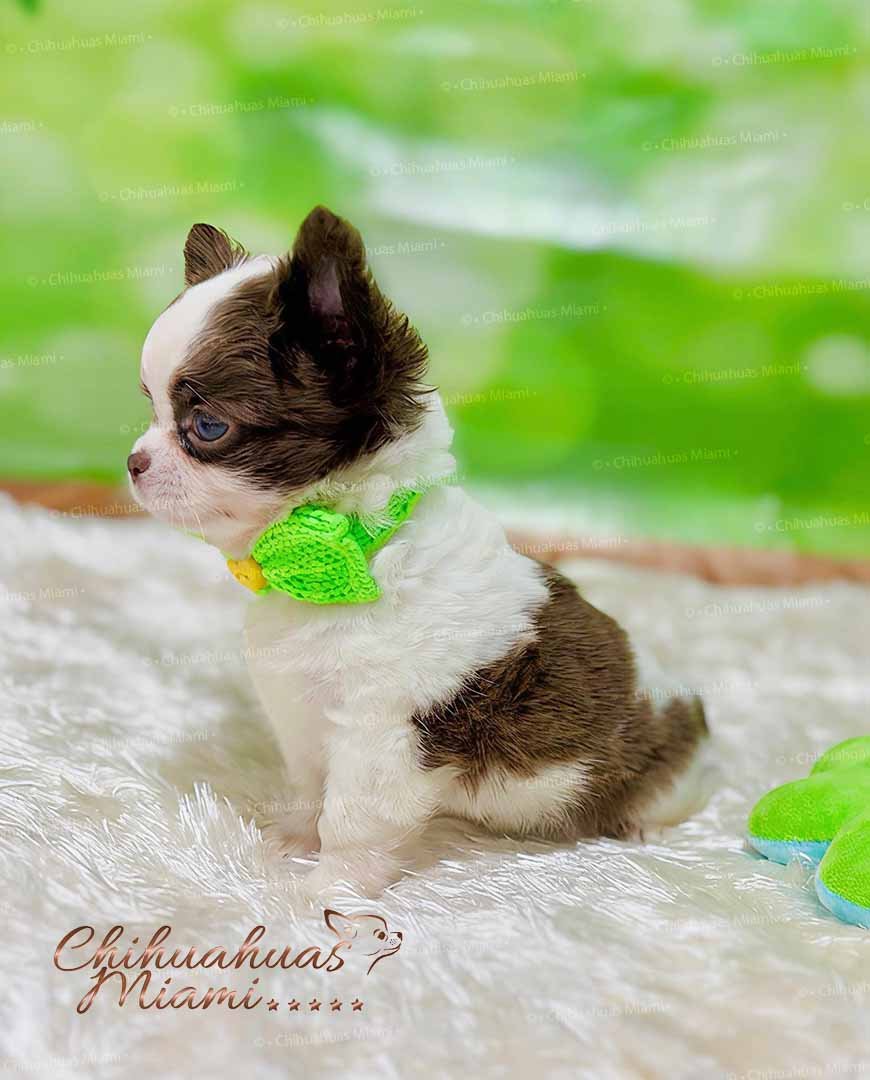 Teacup Chihuahua Oslo