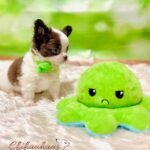 Teacup Chihuahua Oslo