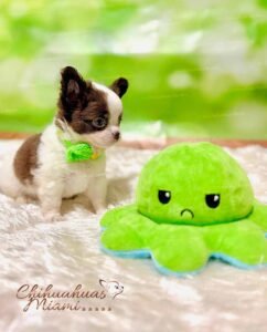 Teacup Chihuahua Oslo