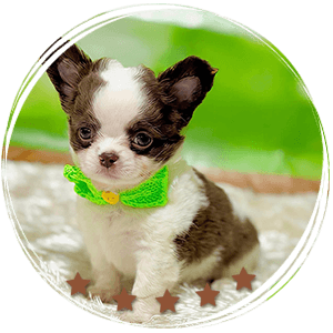 Teacup Chihuahua Oslo