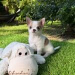 Teacup Chihuahua Panchito