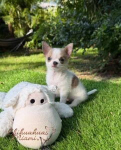 Teacup Chihuahua Panchito