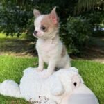 Teacup Chihuahua Panchito