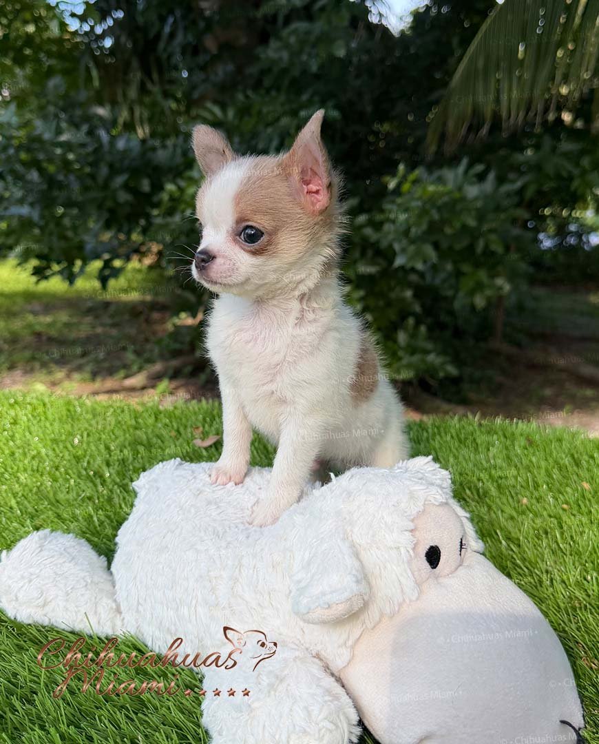 Teacup Chihuahua Panchito