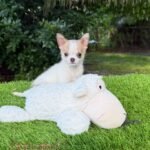 Teacup Chihuahua Panchito