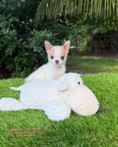Teacup Chihuahua Panchito