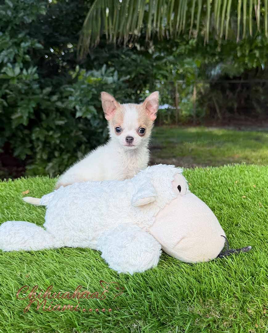 Teacup Chihuahua Panchito