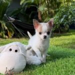 Teacup Chihuahua Panchito