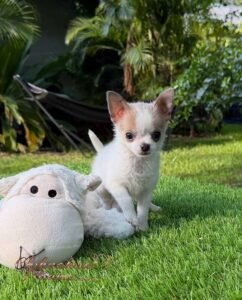 Teacup Chihuahua Panchito