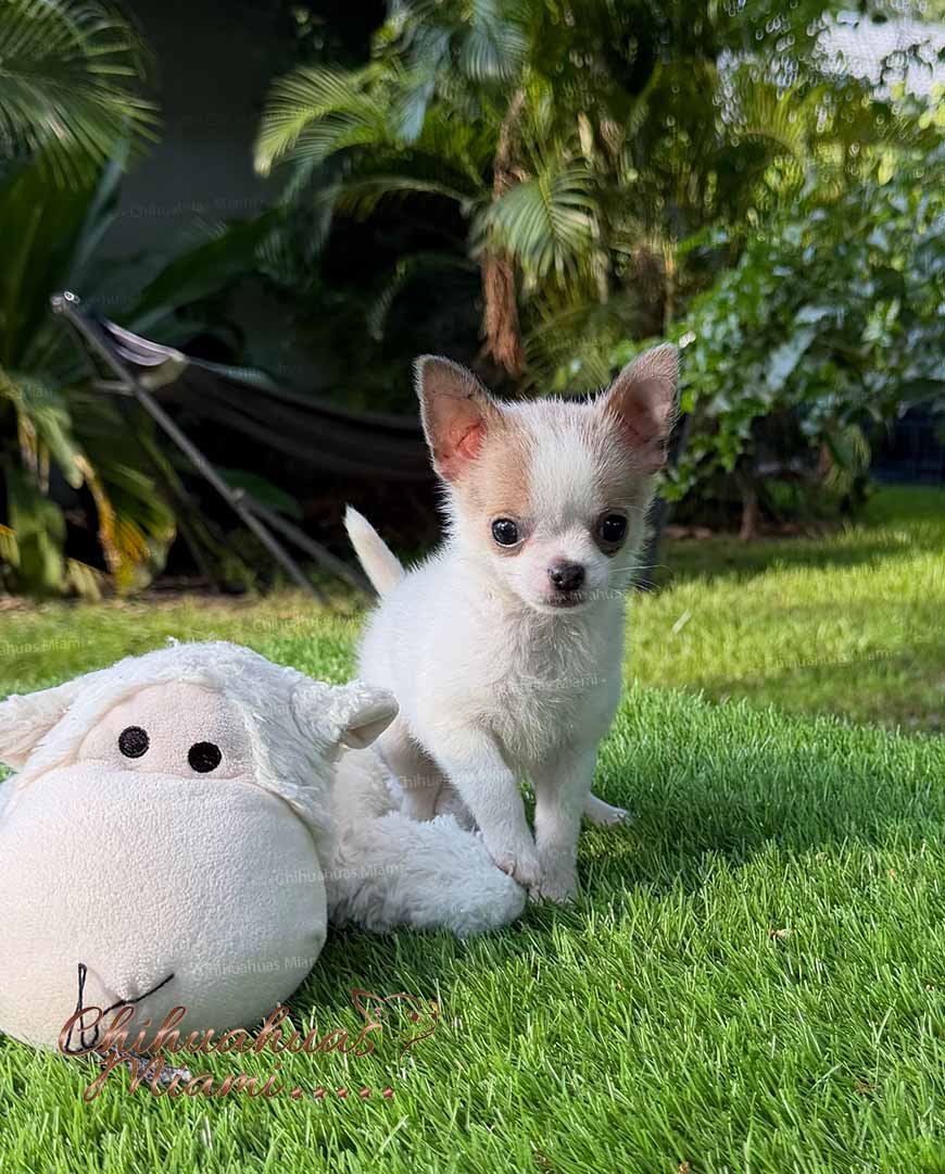 Teacup Chihuahua Panchito